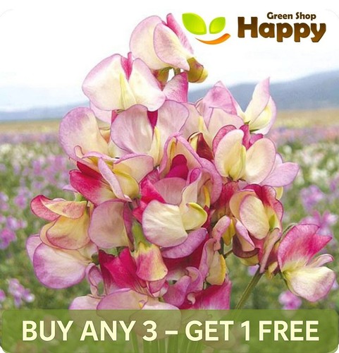 Sweet pea spanish dancer - sweet,