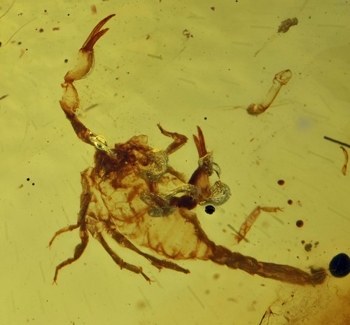 Rare complete scorpion - rare,