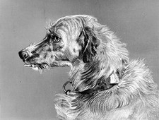 Head deerhound 1878 - a,