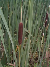 Bulrush Bull rushes Reeds Pond Plants 5 x Bullrush Garden Pond Marginal Plants