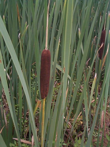 Bulrush bull rushes reeds - reeds, pond