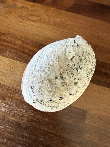 Natural abalone shell - natural,