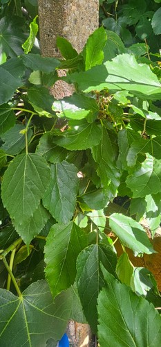 Mulberry leaves for - 6,