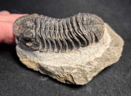 69mm reedops trilobite - reedops,