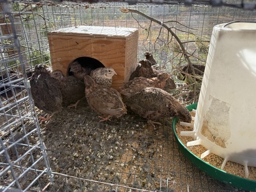 Coturnix quail covey - coturnix, 3