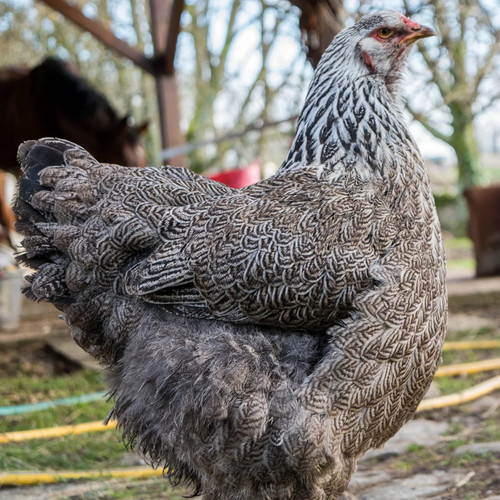 Dark brahma hatching eggs big - hatching,