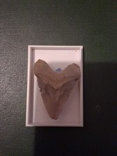 Great White Shark Tooth 12 Million Years Old