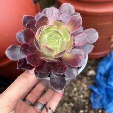 aeonium wedding dress