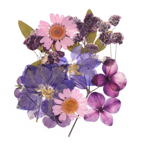 Dried pressed flowers - dried, real