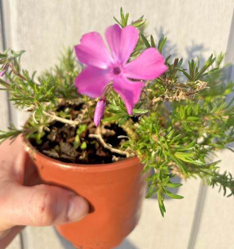 Phlox subulata mcdaniels - phlox,