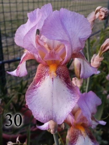 Rhizome iris germanica - rhizome,