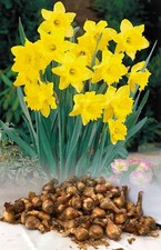 1-100 DUTCH MASTER TRUMPET DAFFODIL BULBS YELLOW HARDY SPRING GARDEN PERENNIAL