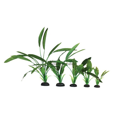 Cryptocorne green silk - green,