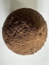 African Kigelia Djanta/ Malawi