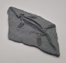 Ichthyosaur Fossil Skeleton -