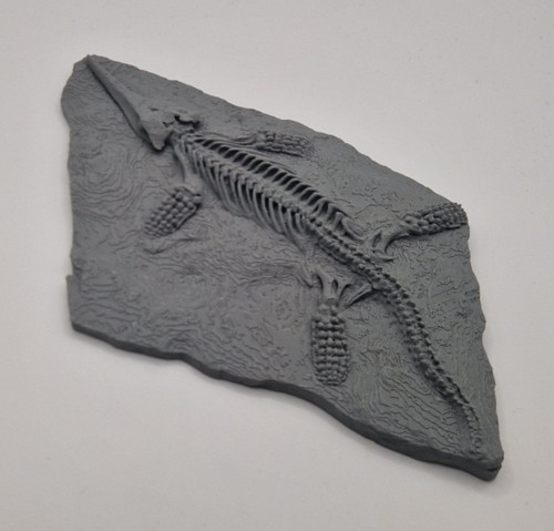 Ichthyosaur fossil skeleton - ichthyosaur,