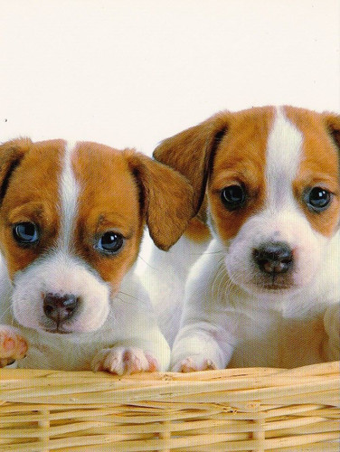 Jack russell terrier - russell, puppy