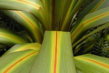  CORDYLINE PALM TREE SEEDS