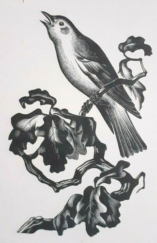Miller parker nightingale bird - miller,