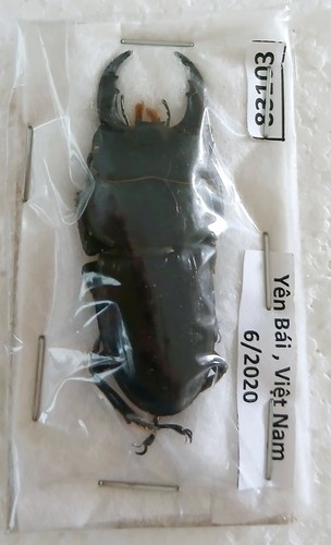 Dark brown stag species - dark,