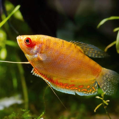 Pack gold gourami live fish - 4-pack,