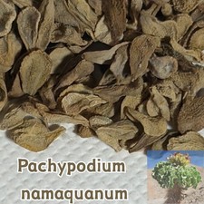 Pachypodium  namaquanum seeds10/20/50/100