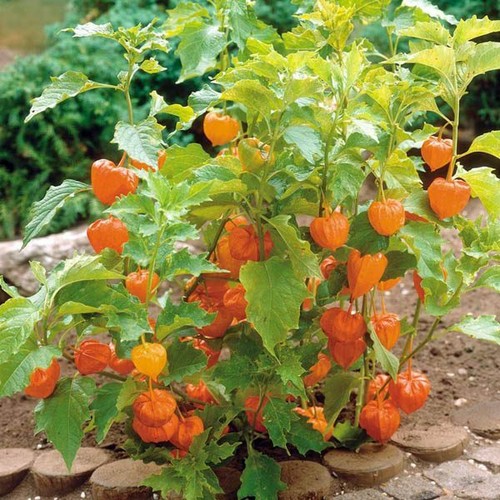 Cape gooseberry physalis - cape,