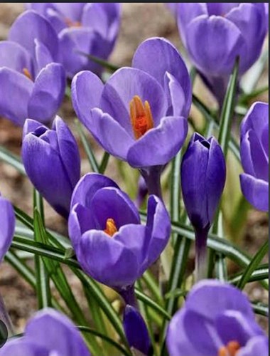 Bulbs crocus aqua - 15, x