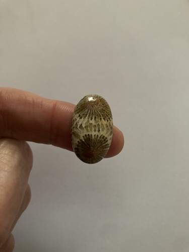 Fossil coral cabachon - cabachon,
