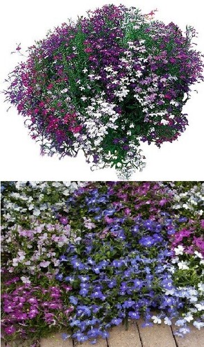 Giant trailing lobelia mix - trailing,