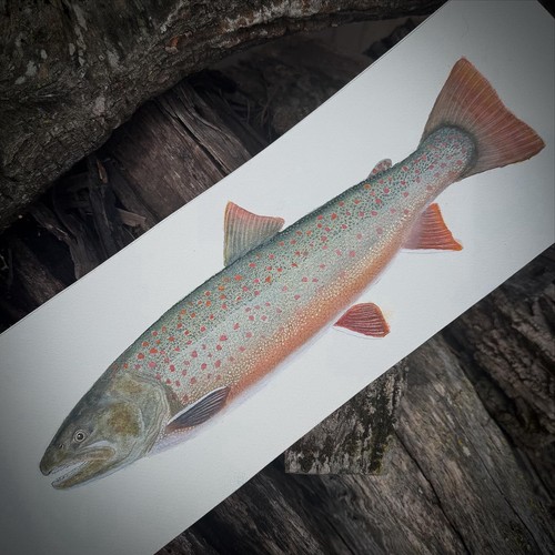 Original bull trout - bull,
