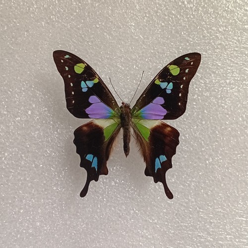 Purple spotted swallowtail - spotted,
