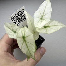 Alocasia Simpo Full Mint