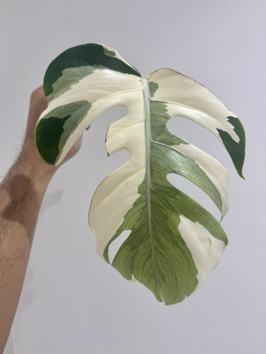 Variegated monstera albo - variegated,