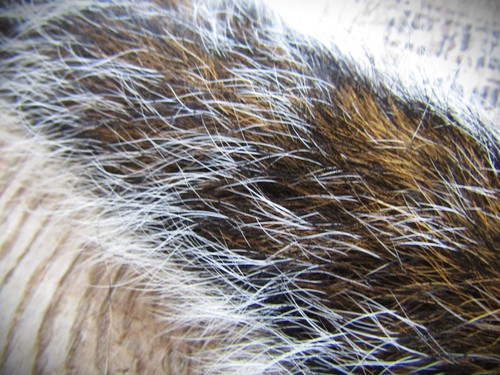Ifs grey squirrel - ifs,