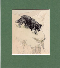 ~ Border Collie ~ Vernon