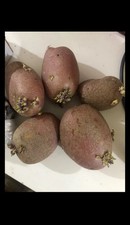 ROOSTER Seed Potatoes - High