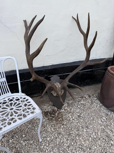 Huge point deer stag - 14,