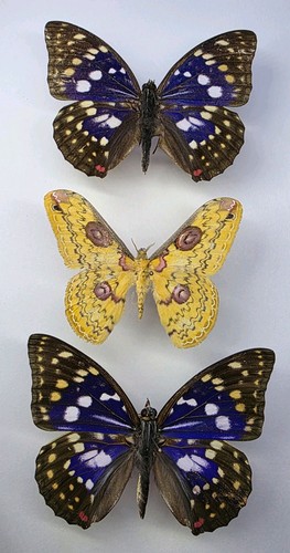 Real butterfly moth collection - butterfly/moth,