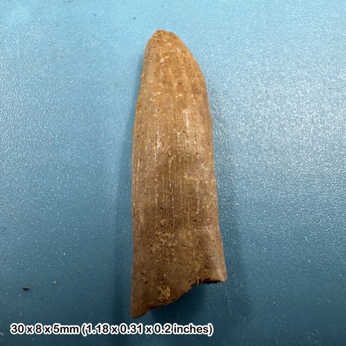 Rebbachisaurus dinosaur tooth - rebbachisaurus,