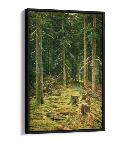 Ivan shishkin coniferous - ivan,