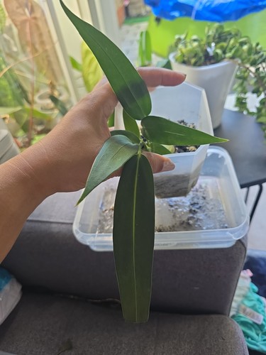 Anthurium wendlingeri 9cm - anthurium, pot