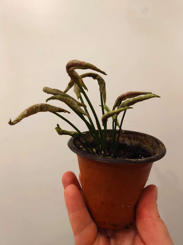 Rare syngonium pink rolli - syngonium,
