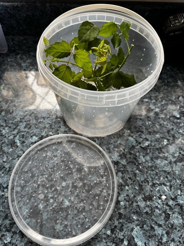 Stick insect enclosure full - stick,