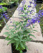 Perovskia Russian Sage Little