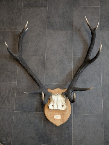 Scottish red deer stag antlers - scottish,