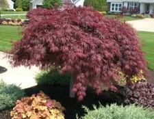 Acer palmatum dissectum