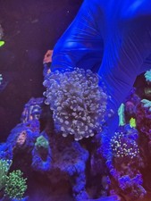 WYSIWYG triple head gold/ pink OCTOSPAWN MARINE CORAL/ LPS/SPS/SOFTIES/ZOAS