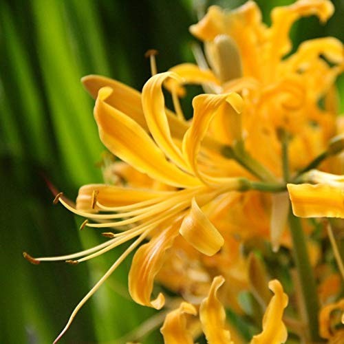 Lycoris yellow color flower - yellow,
