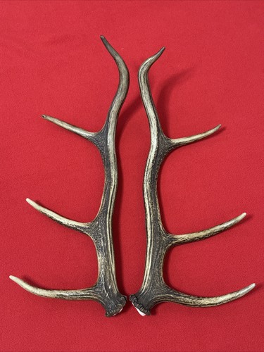 Pair red deer antlers - red,
